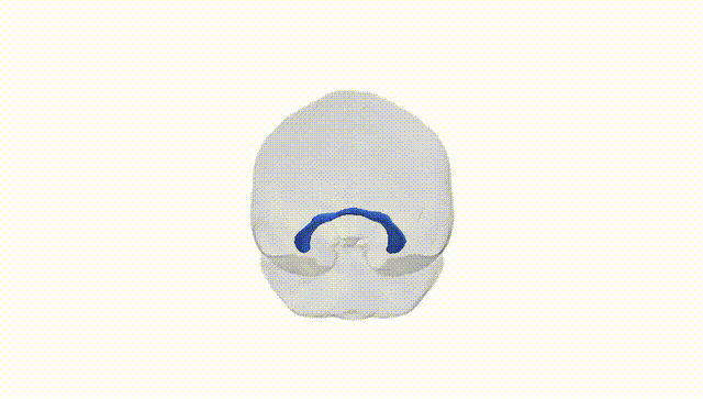 Full Brain White