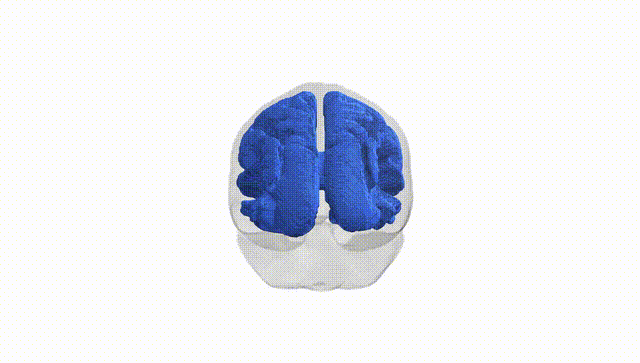 Full Brain White