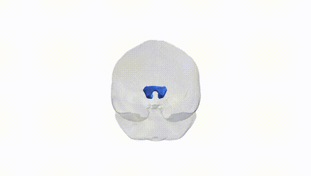 Full Brain White