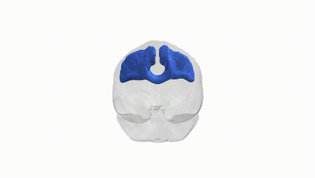 Full Brain White