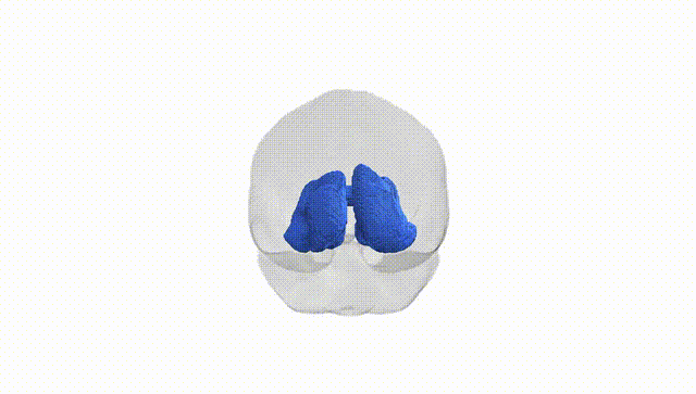 Full Brain White