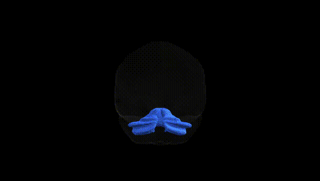 Full Brain Black