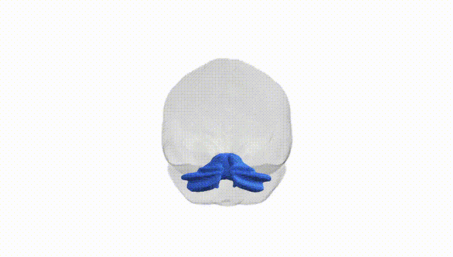 Full Brain White