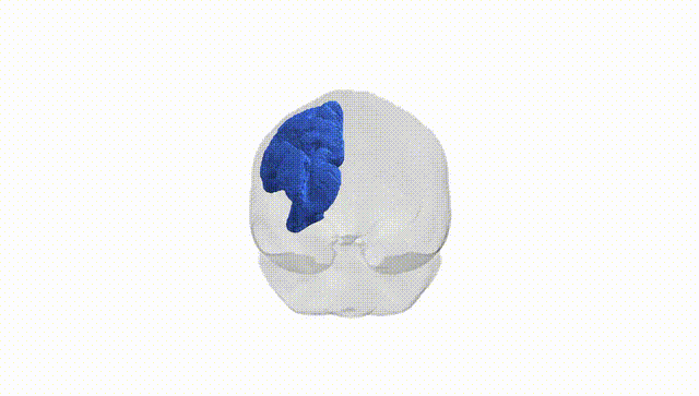Full Brain White