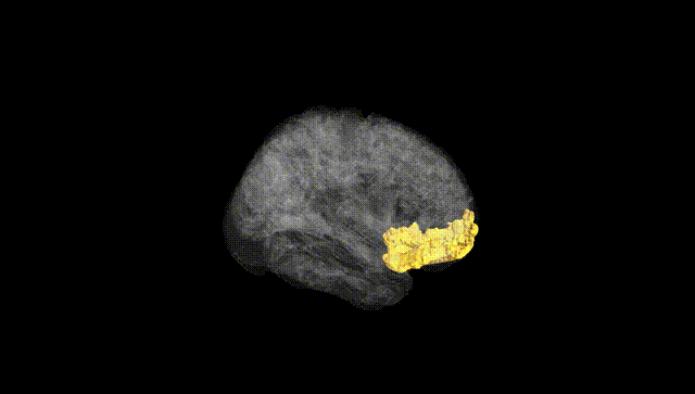 Full Brain Black