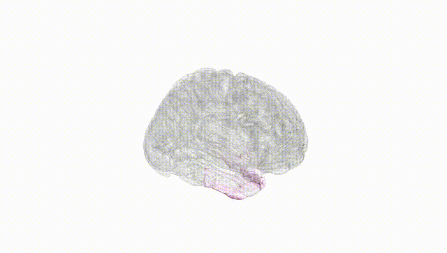 Full Brain White