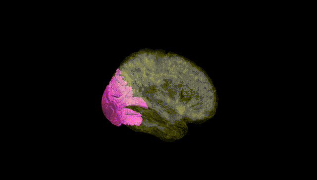 Full Brain Black