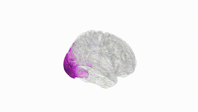 Full Brain White