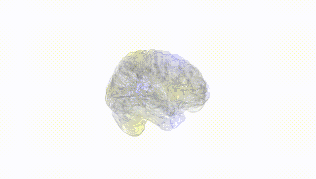 Full Brain White