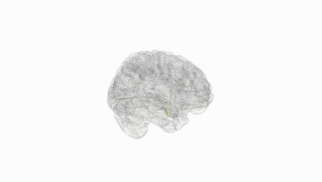 Full Brain White