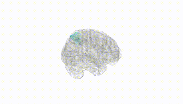 Full Brain White