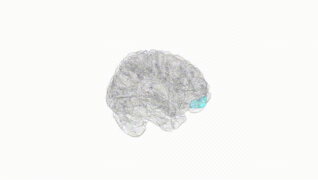 Full Brain White