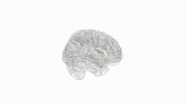 Full Brain White