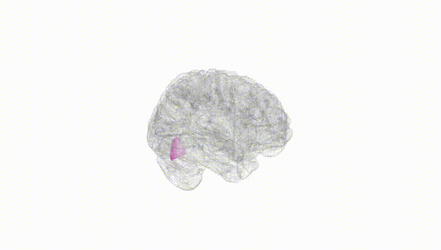 Full Brain White