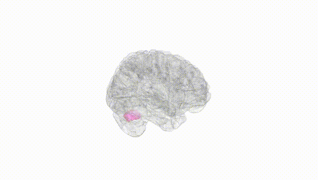 Full Brain White