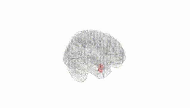Full Brain White