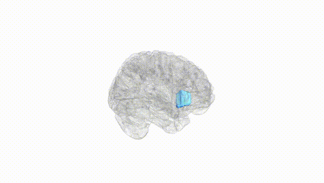 Full Brain White