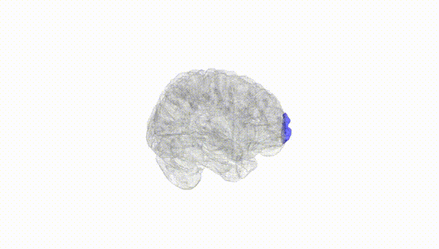 Full Brain White