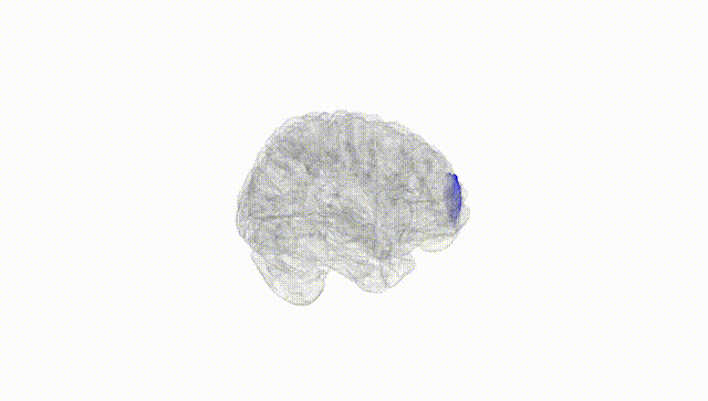 Full Brain White