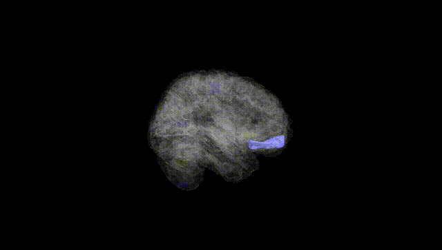 Full Brain Black