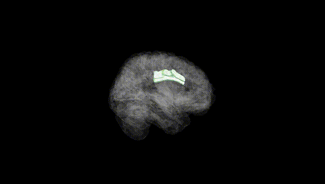 Full Brain Black