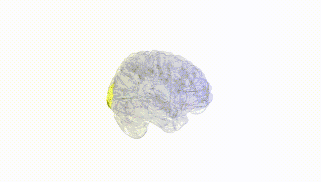 Full Brain White