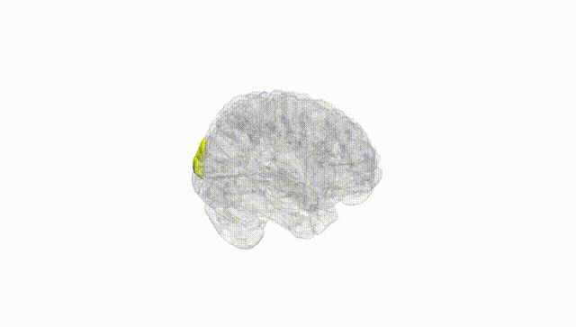 Full Brain White