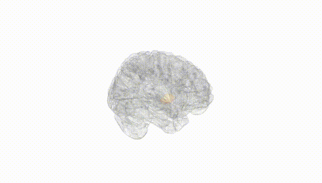 Full Brain White
