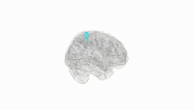 Full Brain White