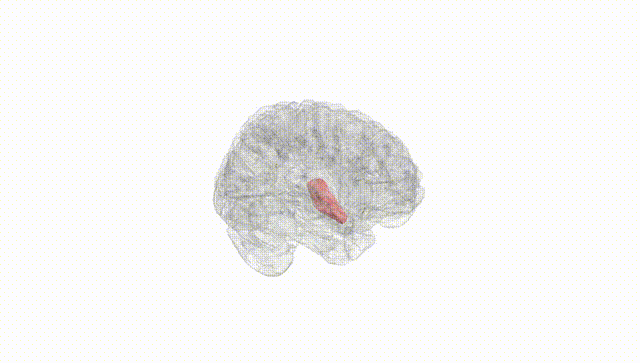 Full Brain White