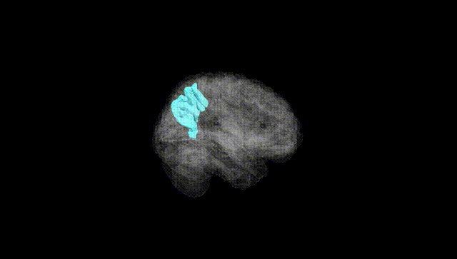 Full Brain Black