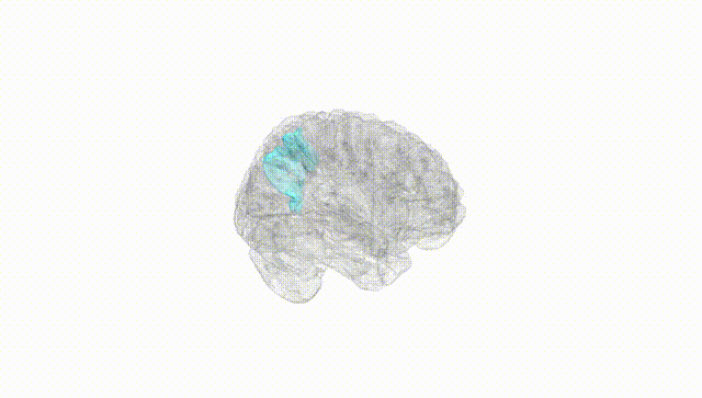 Full Brain White