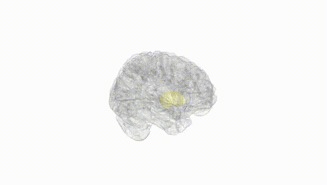 Full Brain White