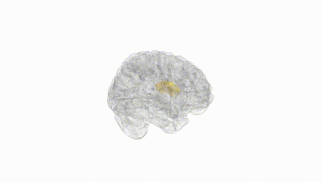 Full Brain White