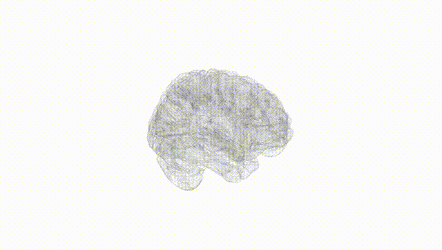 Full Brain White