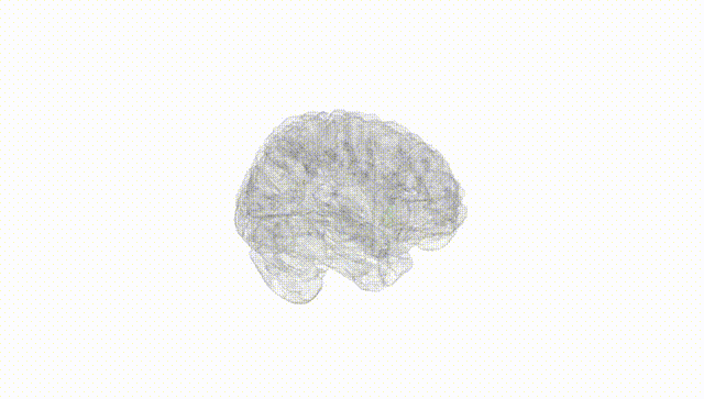 Full Brain White
