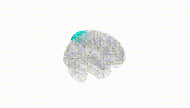Full Brain White