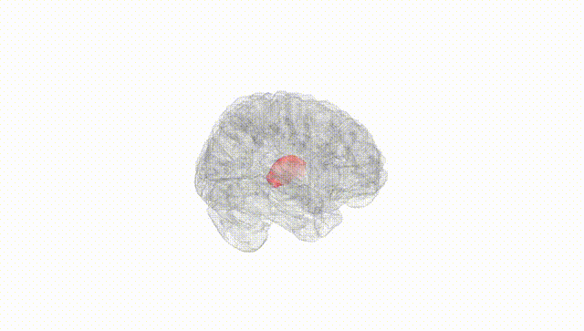 Full Brain White